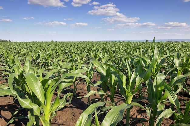 Maíz verde joven que crece en el campo. Plantas de maíz joven.