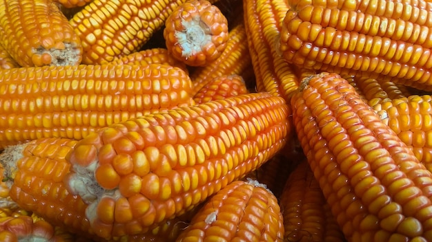 Foto el maíz
