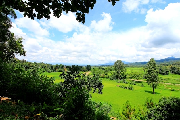 Foto maizal, bosque, montaña, paisaje, vista