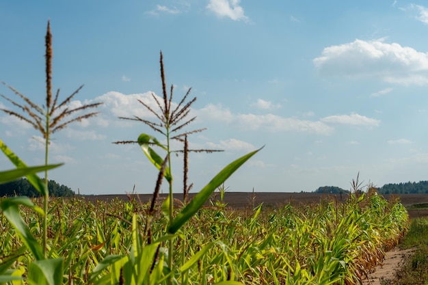 Un maizal contra un cielo azul Agricultura ecológica