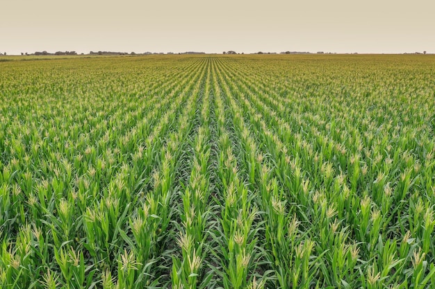 Maizal en la provincia de La Pampa Argentina