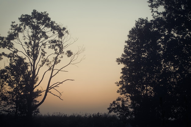 Majestät der Natur, nebliger Wald bei Sonnenaufgang