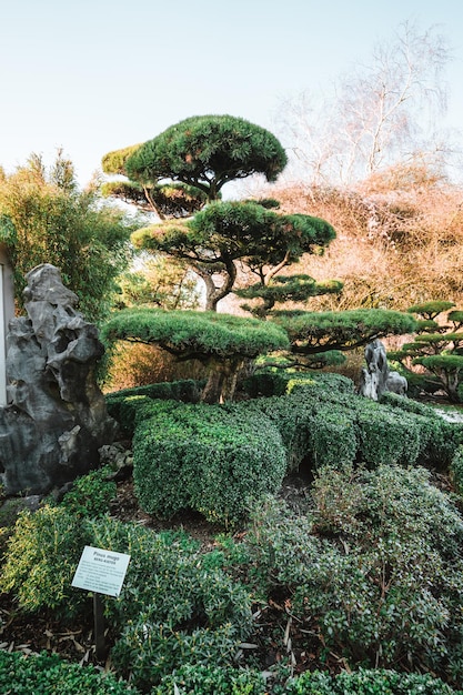 Foto majestätische bäume in einem chinesischen garten im frühjahr