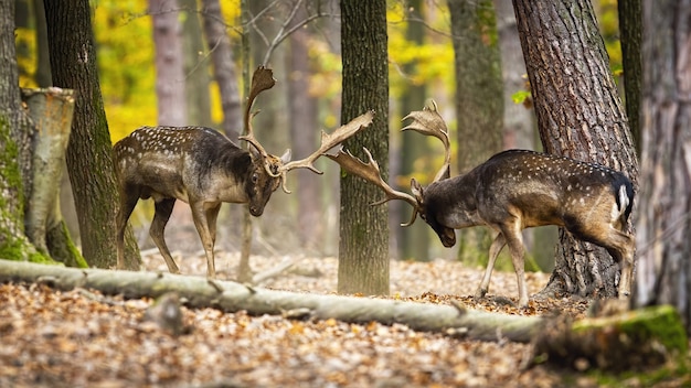 Majestätische Damhirsche, die im Herbstwald kämpfen