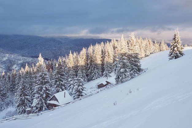 Majestätische weiße Fichten, die vom Sonnenlicht beschienen werden. Malerische und wunderschöne Winterszene.