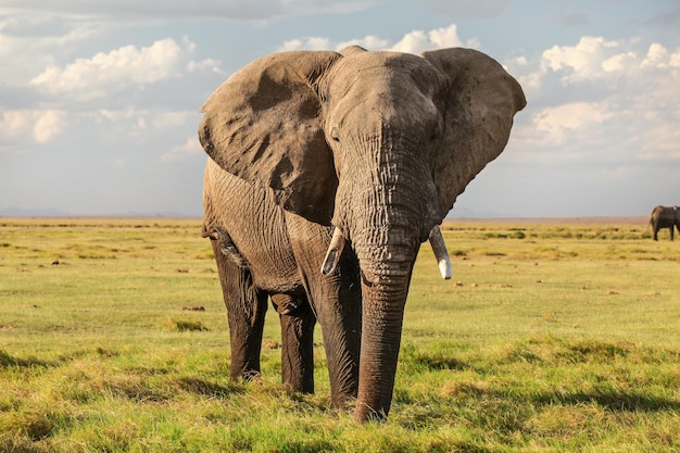 Majestätischer afrikanischer Buschelefant (Loxodonta africana) auf flacher Savanne des grünen Grases, der in Kamera schaut.