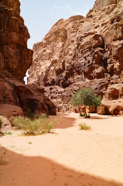 Majestätischer Blick auf die Wüste Wadi Rum Jordanien Das Tal des Mondes Orangefarbene Sandfelsen, grüne Pflanzen