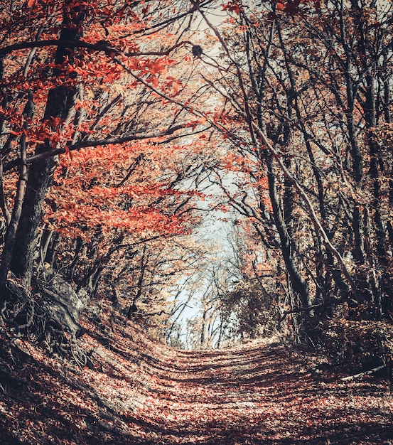 Majestätischer bunter Wald