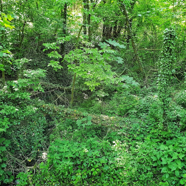 Majestätischer grüner Laubsommerwald reine Natur Ökologie Fantasy Märchen Gamedev Hintergrund