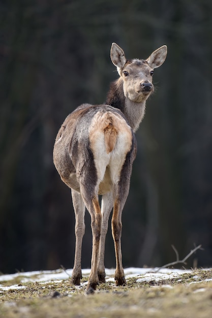 Majestätischer Hirschhirsch im Wald. Tier im Naturlebensraum.