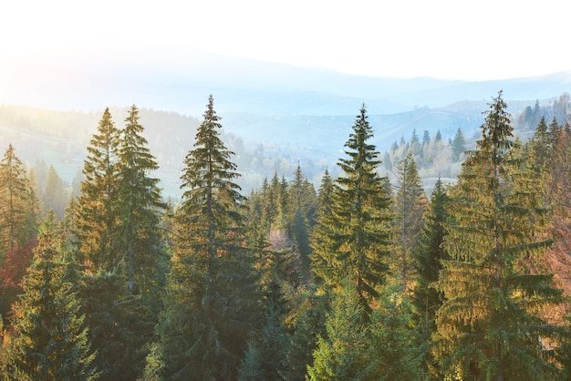 Majestätischer Kiefernwald im Herbstgebirgstal.