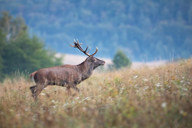 Majestätischer Rotwild, der im Herbstnebel auf Wiese geht