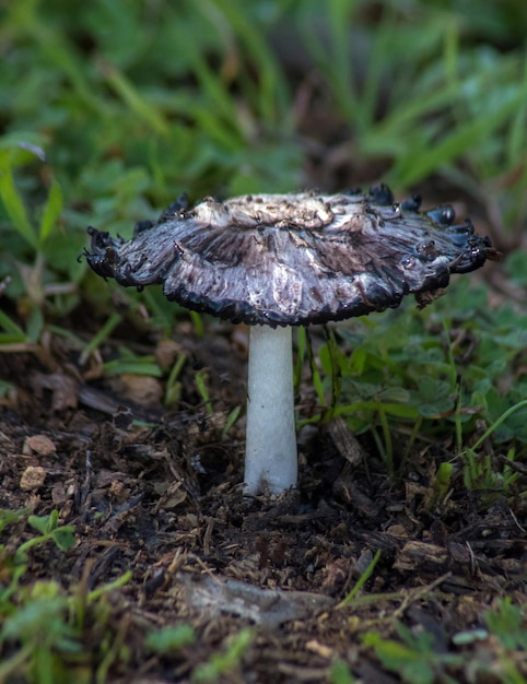 Majestätischer Shaggy Mane Mushroom im Wald