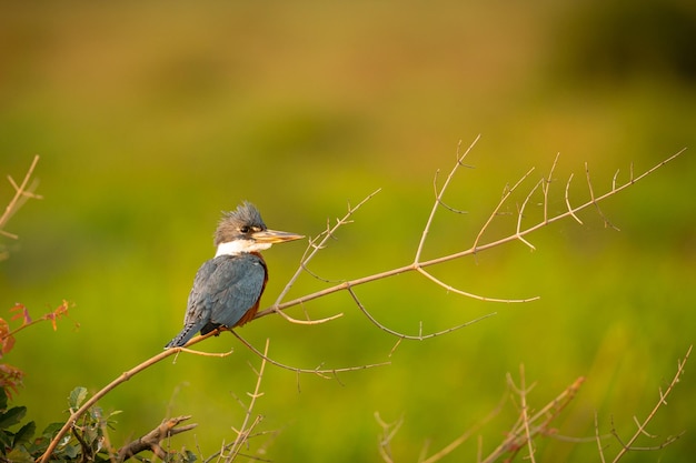 Majestätischer und farbenfroher Vogel im Naturlebensraum Vögel des nördlichen Pantanal, wildes Brasilien, brasilianische Wildtiere voller grüner Dschungel, südamerikanische Natur und Wildnis