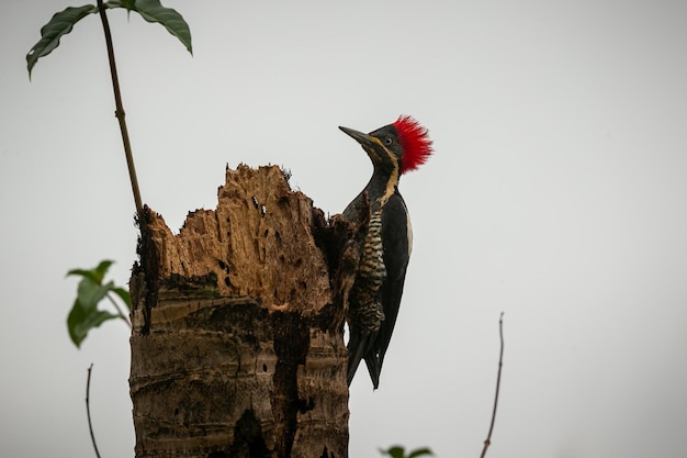 Foto majestätischer und farbenfroher vogel im naturlebensraum vögel des nördlichen pantanal, wildes brasilien, brasilianische wildtiere voller grüner dschungel, südamerikanische natur und wildnis