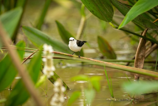 Majestätischer und farbenfroher vogel im naturlebensraum vögel des nördlichen pantanal, wildes brasilien, brasilianische wildtiere voller grüner dschungel, südamerikanische natur und wildnis