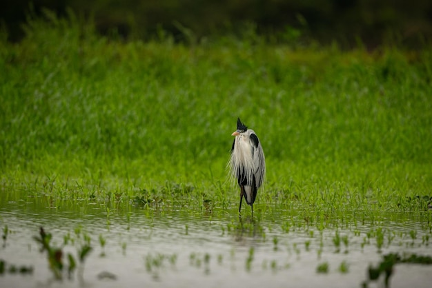 Foto majestätischer und farbenfroher vogel im naturlebensraum vögel des nördlichen pantanal, wildes brasilien, brasilianische wildtiere voller grüner dschungel, südamerikanische natur und wildnis