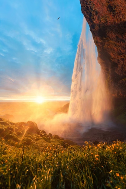 Majestätischer Wasserfall Seljalandsfoss, der im Sommer in Island mit Mitternachtssonnenuntergang und Blumenfeld fließt