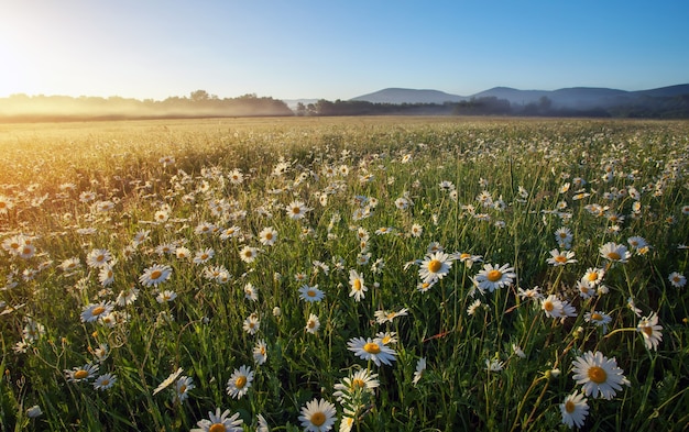 Majestätisches Gänseblümchenfeld und schöner Sommersonnenuntergang.