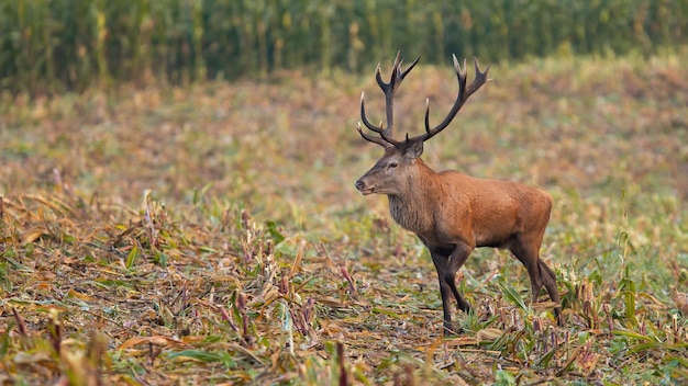 Majestätisches Rotwild, das auf Maisfeld in der Herbstnatur geht.