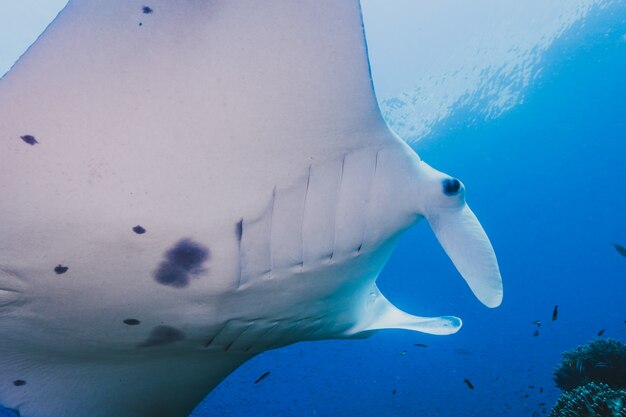 Majestic Manta vuela a través de la vista lateral del agua