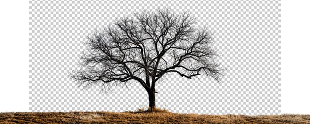 Foto majestic tree silhouette