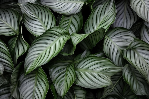 Majesticos patrones que exploran la encantadora hoja de Calathea Lutea sobre un fondo gris