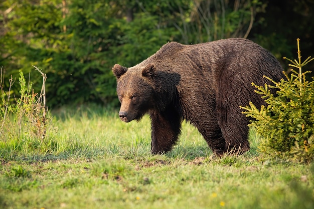 Majestoso urso pardo andando em um prado verde