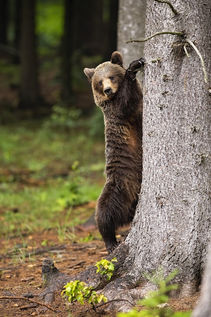 Majestoso urso pardo subindo na árvore na floresta