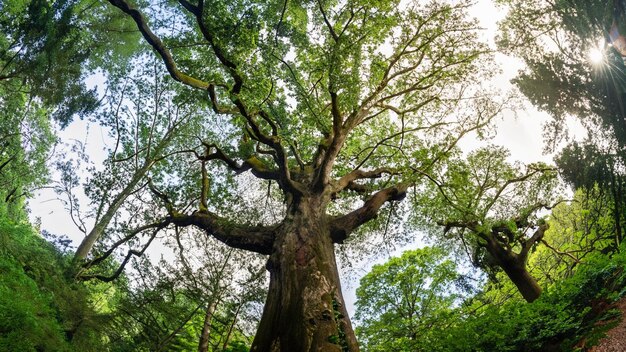 Una majestuosa escena de un roble en un bosque exuberante