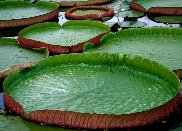 Majestuosas hojas de lirio de amazon en Asia tropical