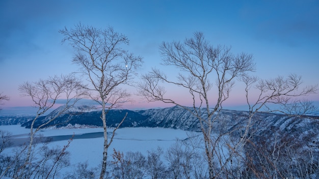 Majestuoso abeto blanco árbol nieve paisaje