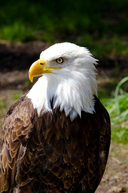 Foto el majestuoso águila calva americana imágenes cautivadoras del icónico símbolo de la libertad