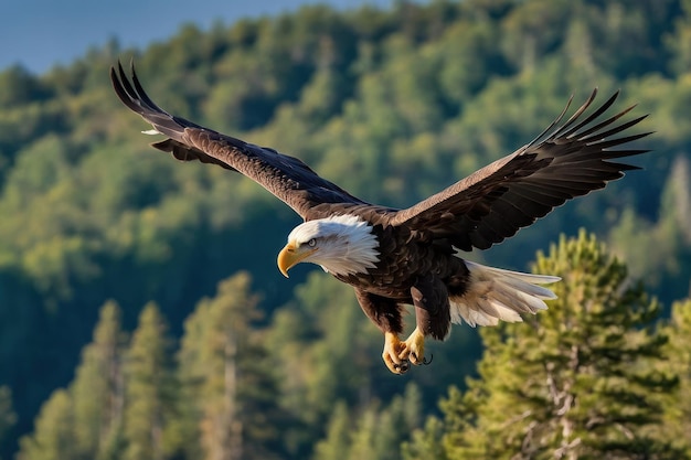 El majestuoso águila calva volando sobre el bosque