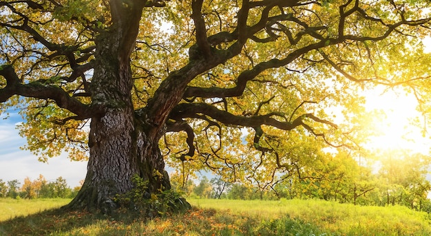 majestuoso árbol real en un prado