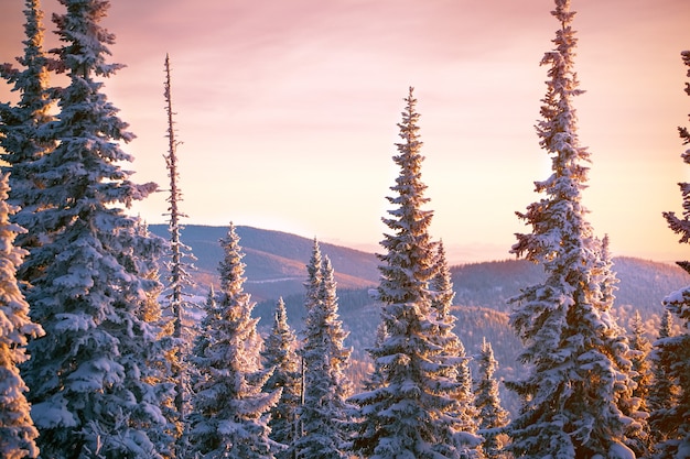 majestuoso atardecer en el bosque de invierno