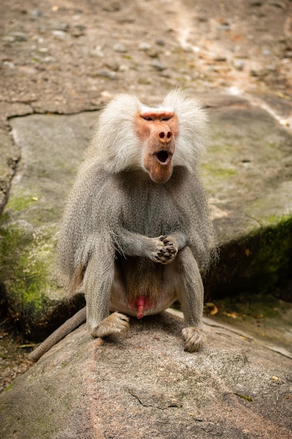 Majestuoso babuino hamadryas en cautiverio Monos salvajes en zoológico Animales hermosos y también peligrosos Fauna africana en cautiverio