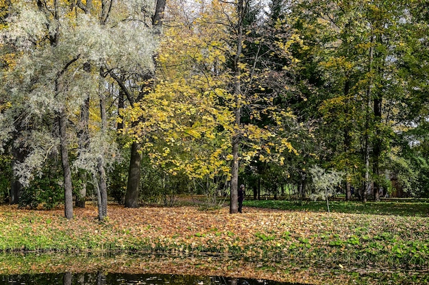 Majestuoso bosque de colores con vigas soleadas. Parque Natural. Escena inusual dramática. Hojas de otoño rojas y amarillas. Mundo de la belleza.