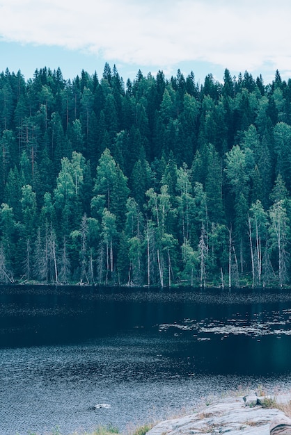 Majestuoso bosque y pintoresco río entorno escénico del norte Karelia