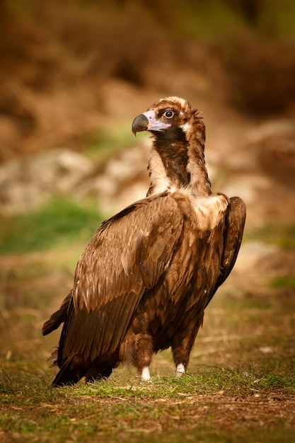 Foto el majestuoso buitre negro