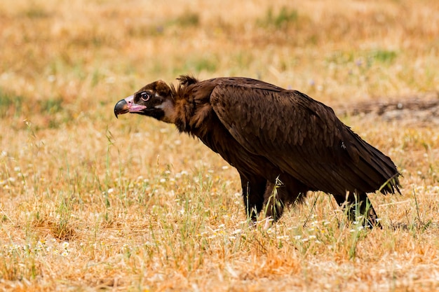 Foto el majestuoso buitre negro