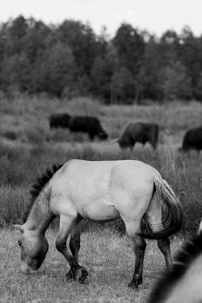 El majestuoso caballo przewalski pastando en el prado con toros de las tierras altas escocesas en el fondo