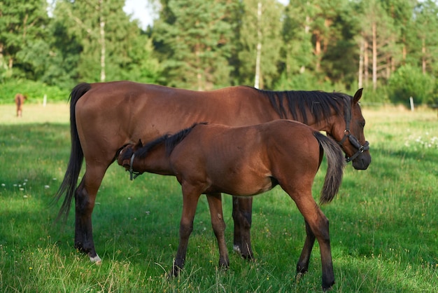 Majestuoso caballo rojo con melena fluida en pastos abiertos Caballo rojo con una larga melena en el campo contra el cielo granja de caballos