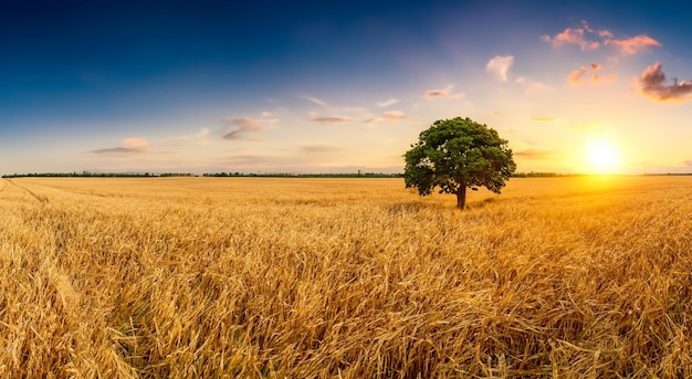 Foto majestuoso campo de trigo amarillo con un árbol en el fondo en una puesta de sol