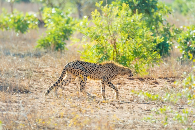 Majestuoso Cheetah en posición de caza listo para correr para una emboscada. Parque Nacional Kruger, Sudáfrica.