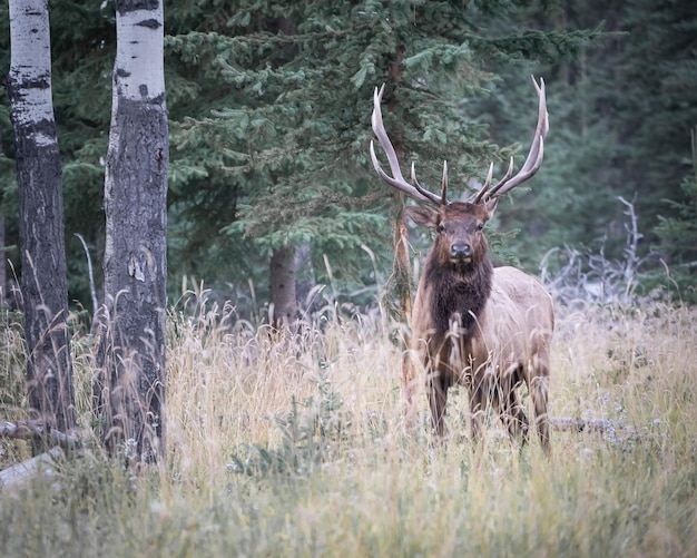 Majestuoso ciervo alce mirando al espectador mientras está de pie en el parque nacional de jaspe de hierba alta canadá