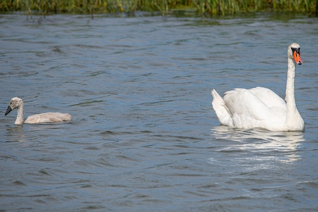 Majestuoso dúo de cisnes, una familia amorosa que nada armoniosamente en el lago