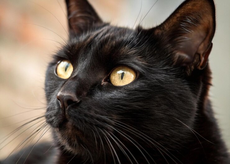 El majestuoso gato negro