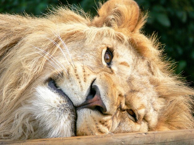 Un majestuoso león sentado en una plataforma de madera