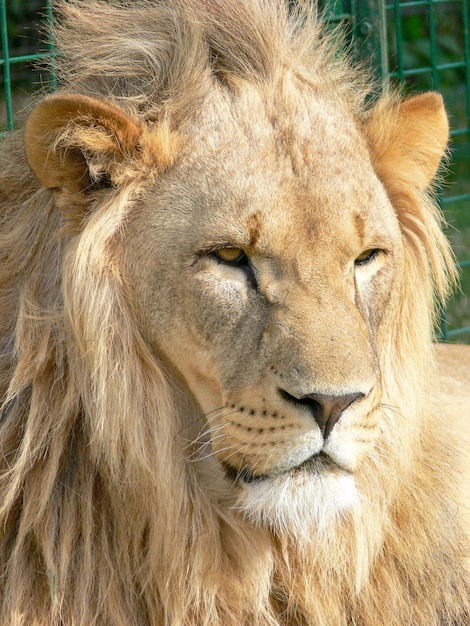 Un majestuoso león sentado en una plataforma de madera.